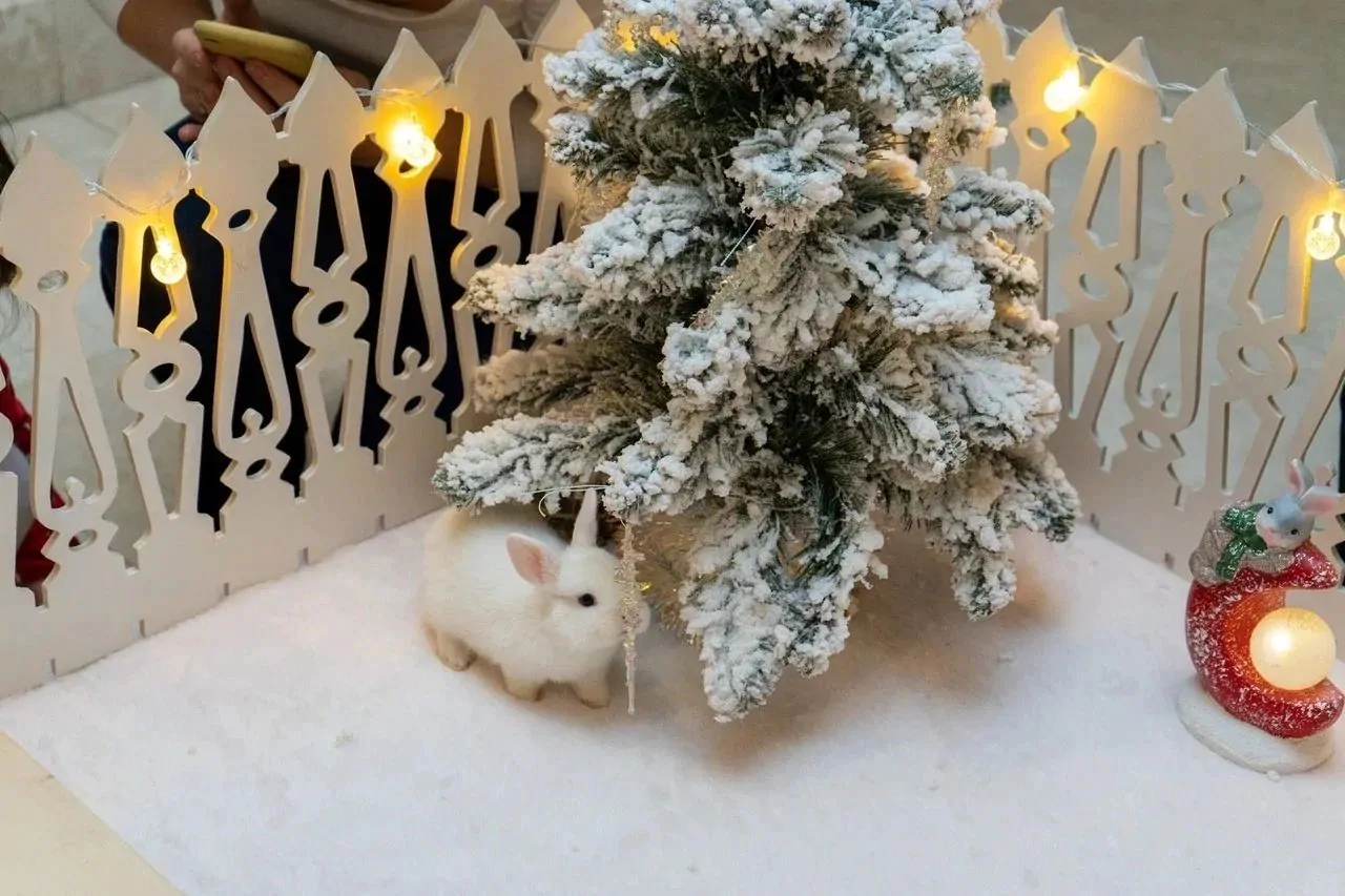 Декоративный кролик