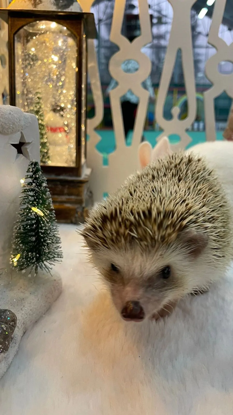 Африканский ежик