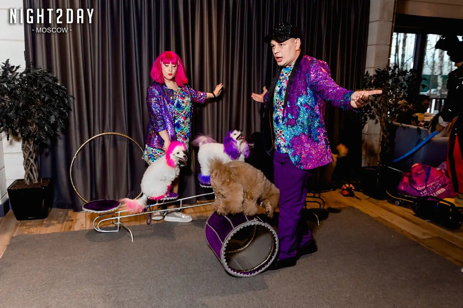 шоу пуделей