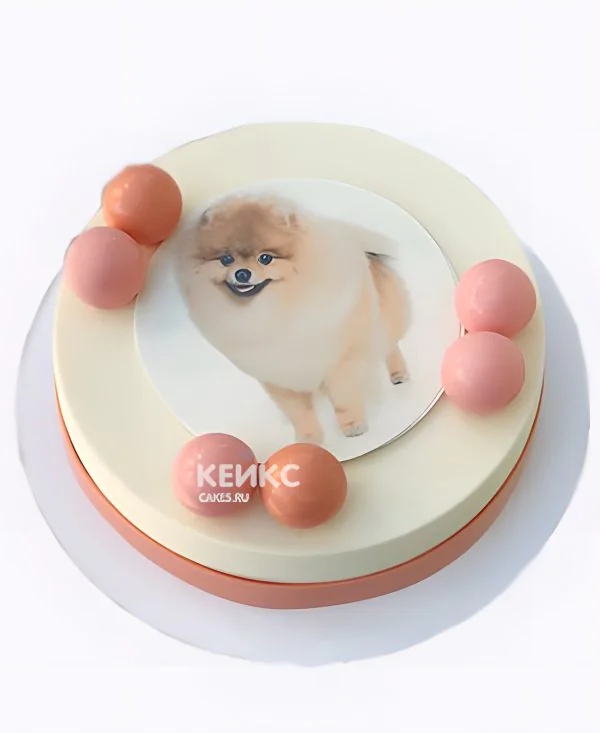 Минималистичный торт со шпицем Минималистичный торт со шпицем Фото