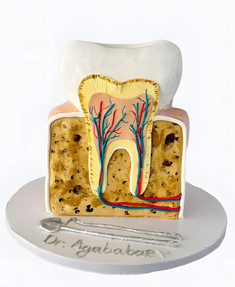 Анатомический торт стоматолога Фото